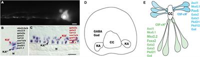 The Genetic Programs Specifying Kolmer–Agduhr Interneurons